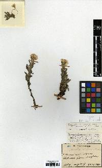 Anaphalis sinica image