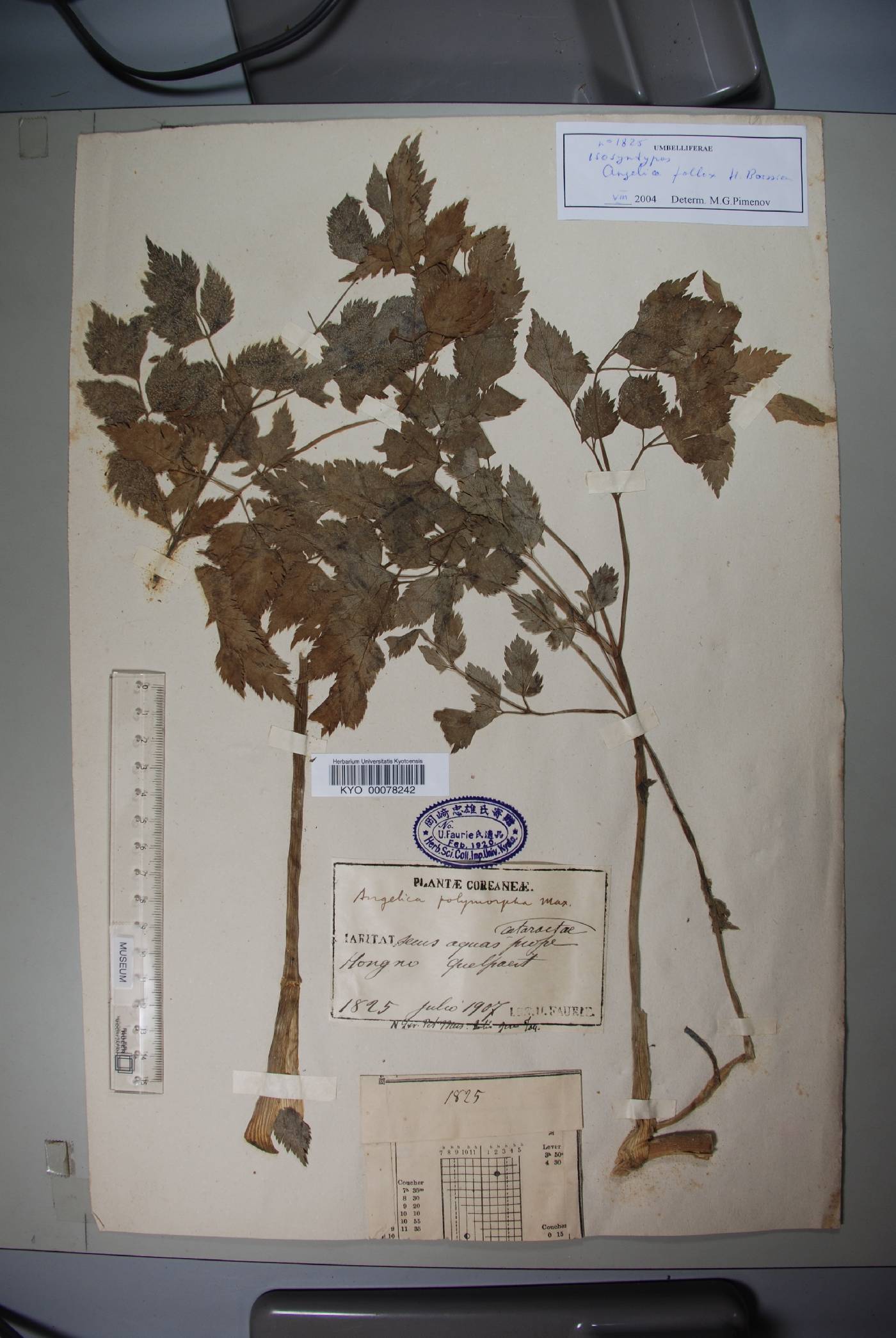 Angelica anomala image