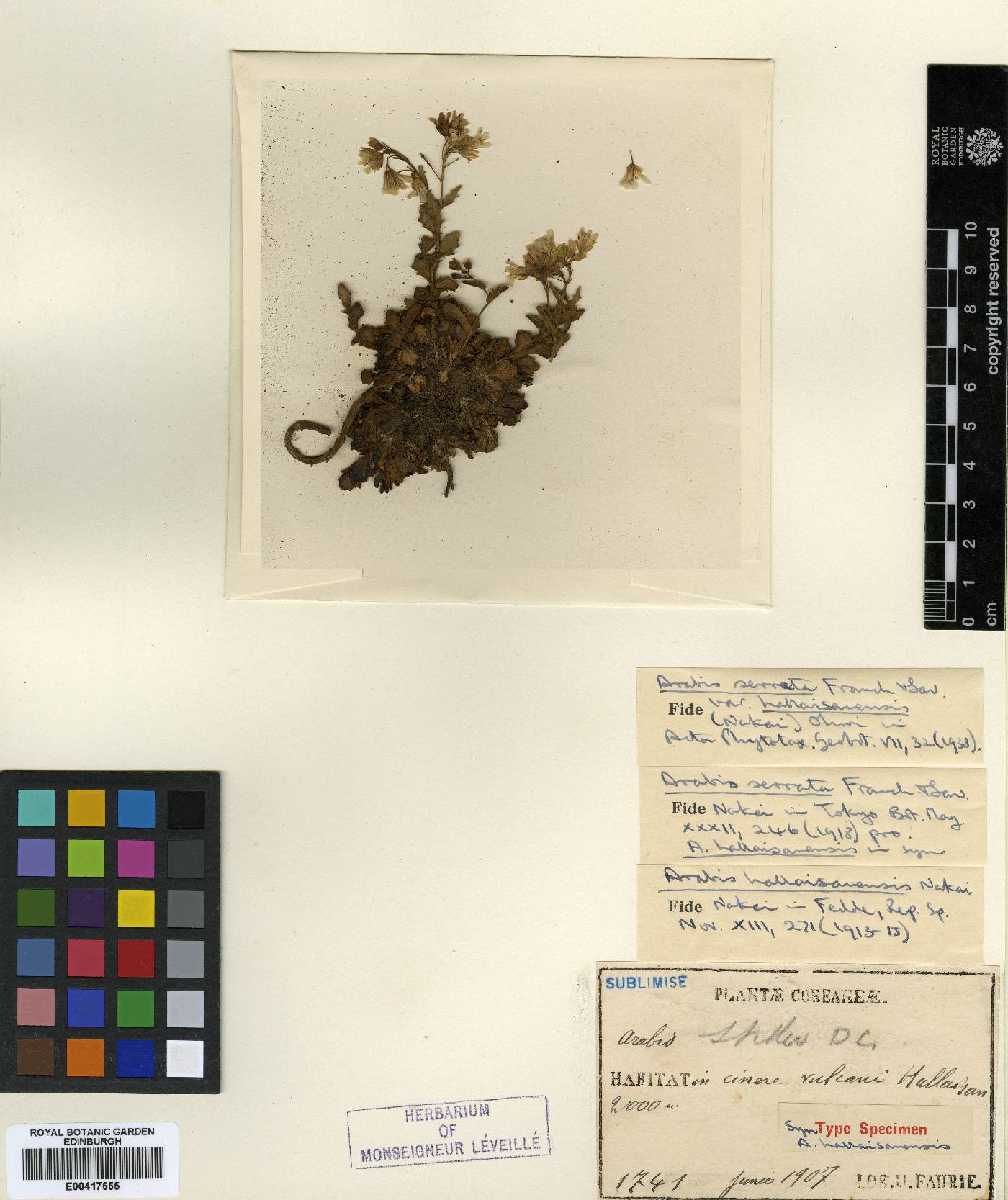 Arabis serrata image