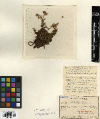 Arabis serrata image