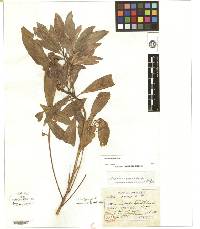 Ardisia crenata image