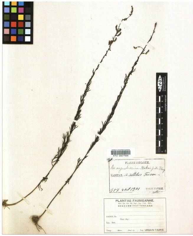 Artemisia japonica image