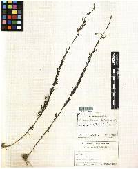 Artemisia japonica image