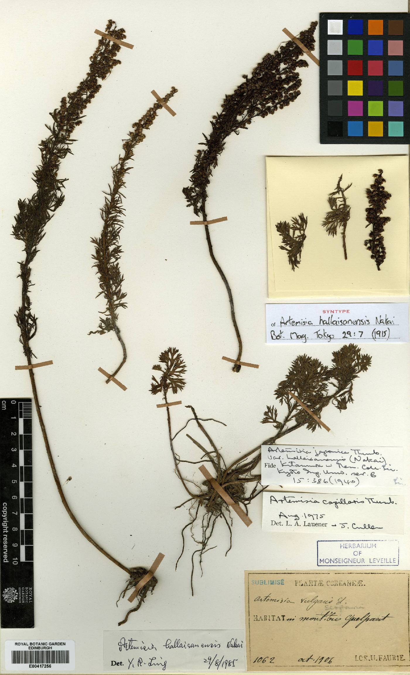 Artemisia japonica image