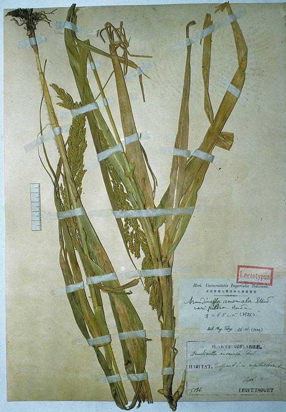 Arundinella hirta image