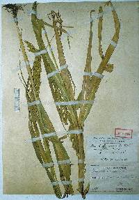 Image of Arundinella hirta