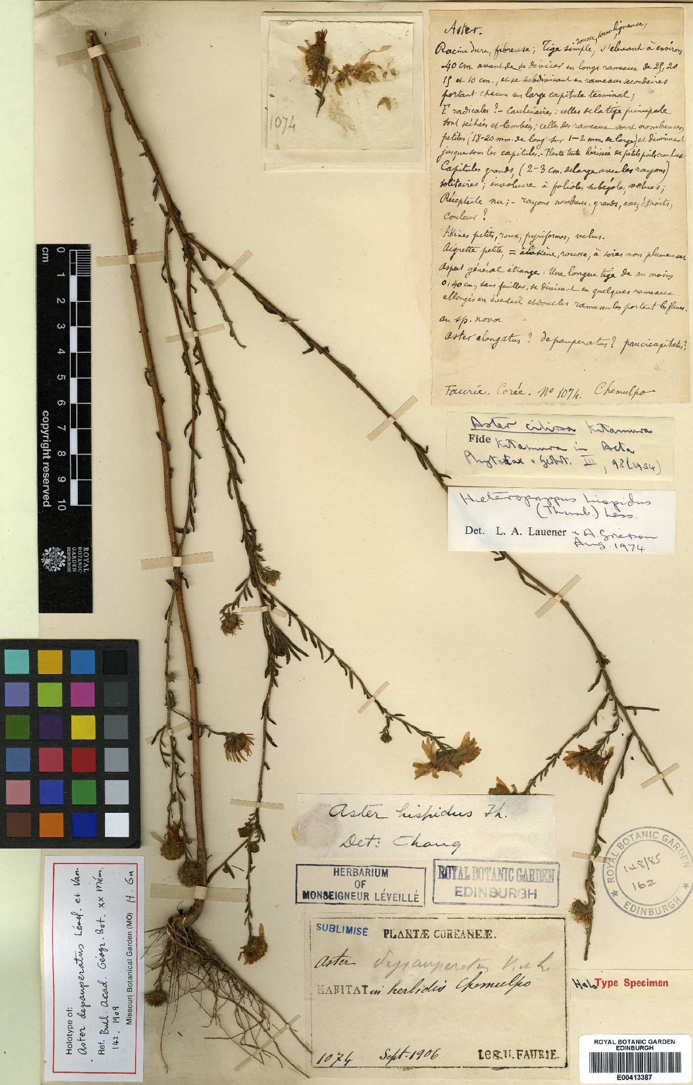 Aster meyendorffii image