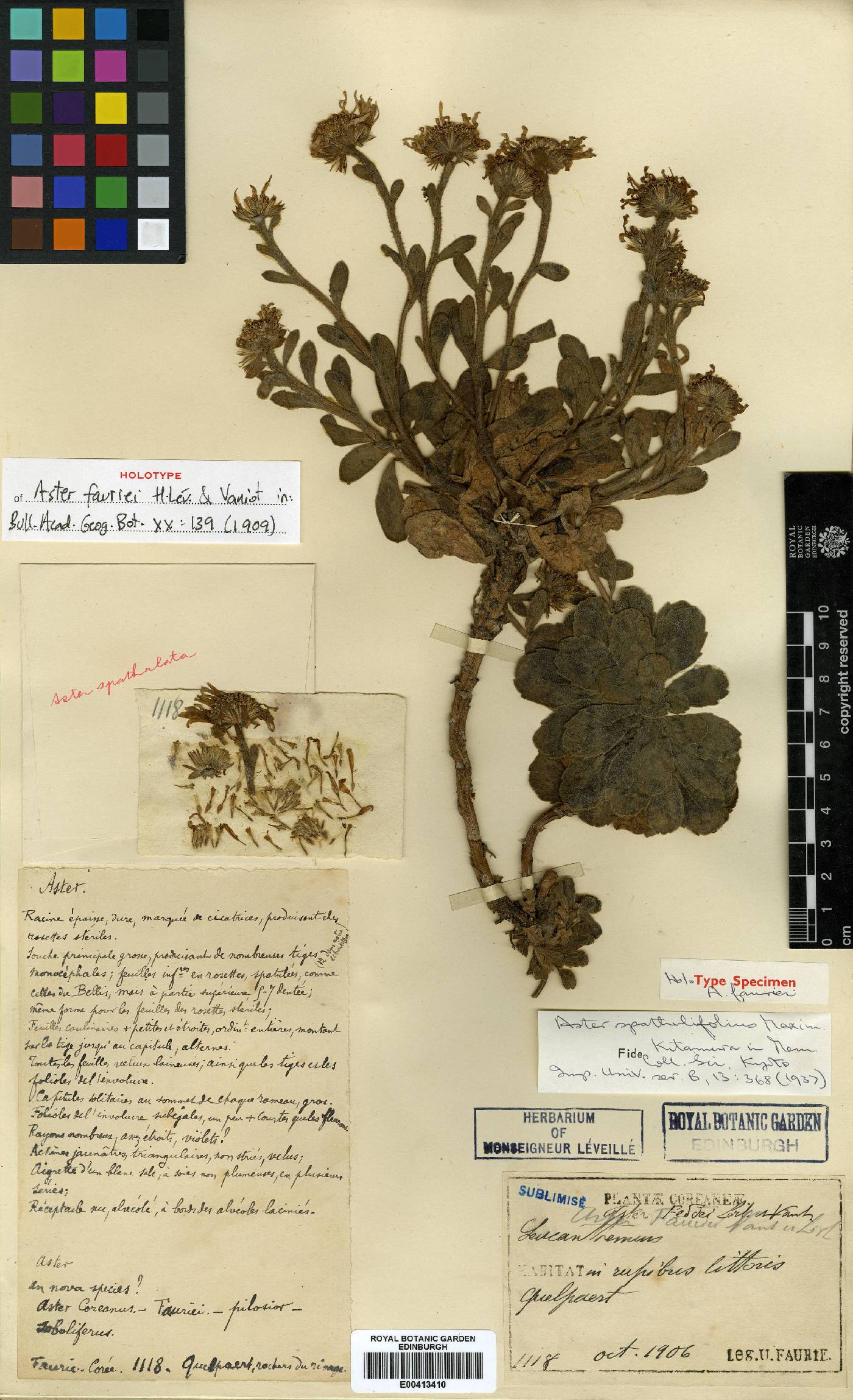 Aster tataricus image