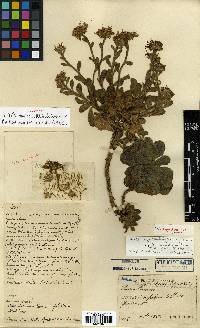 Aster tataricus image
