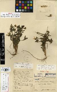 Aster hispidus image