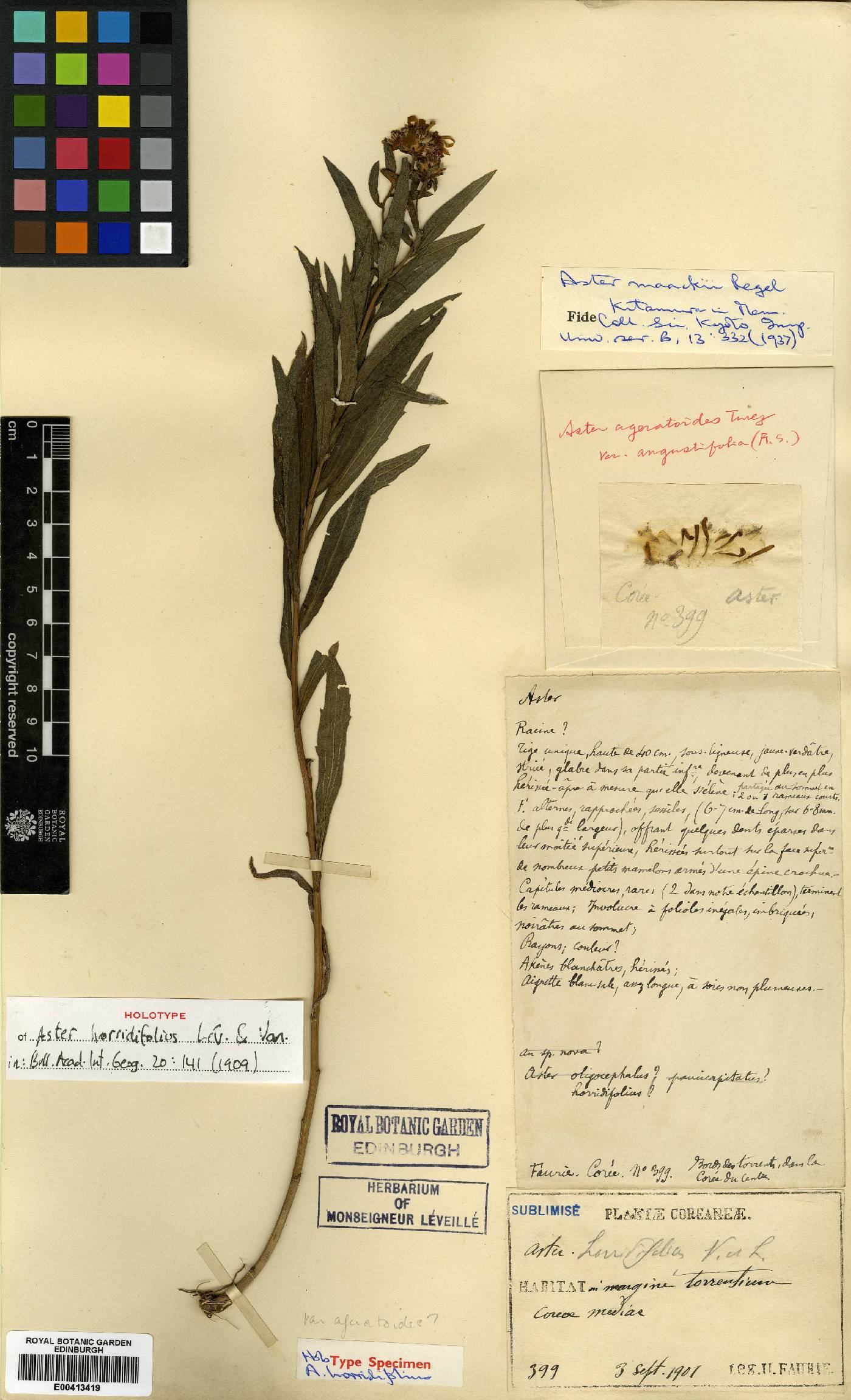 Aster maackii image