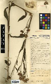 Aster tataricus image