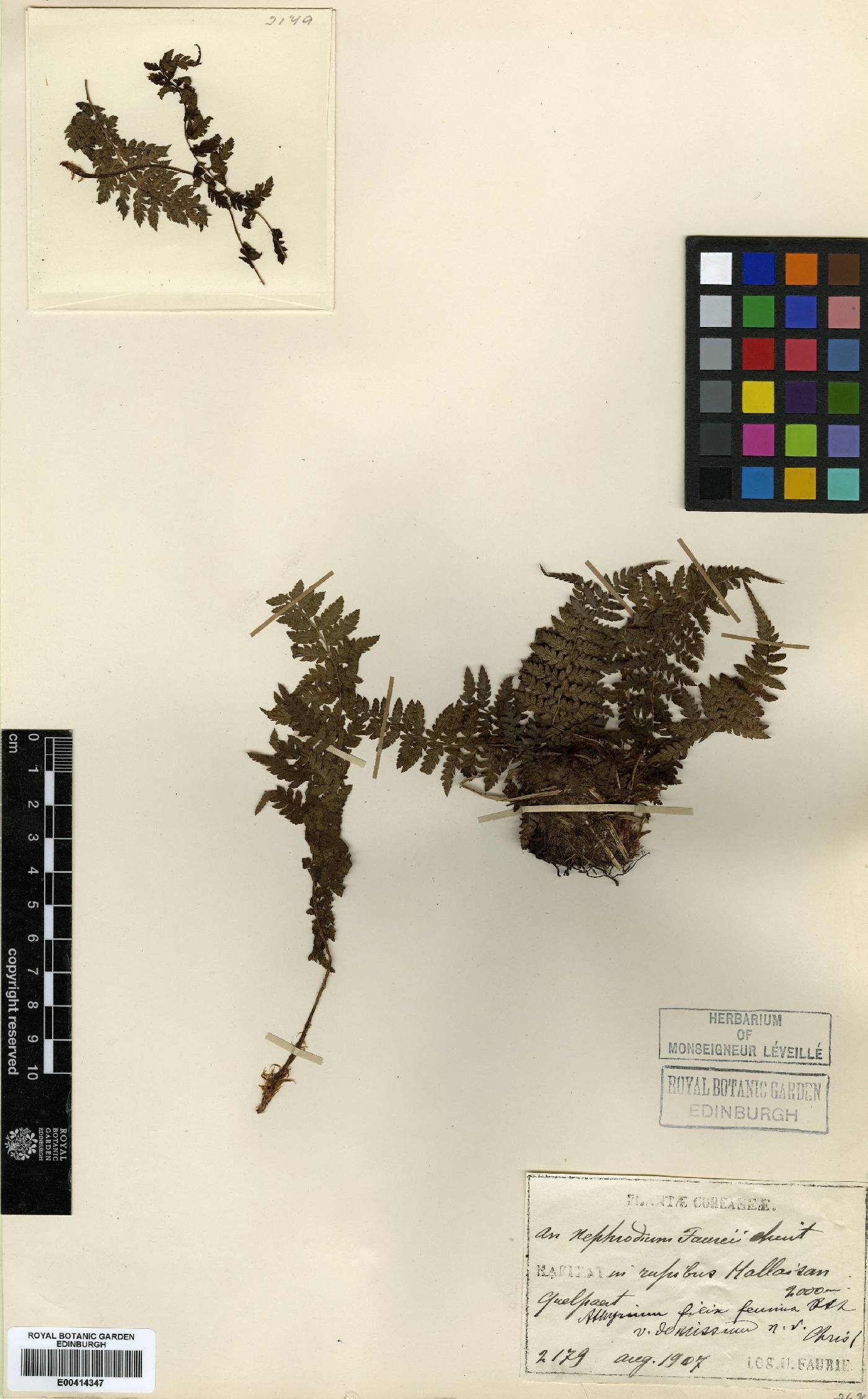Athyrium yokoscense image