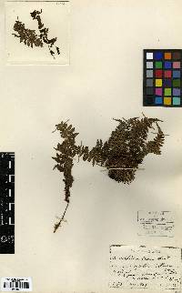 Athyrium yokoscense image
