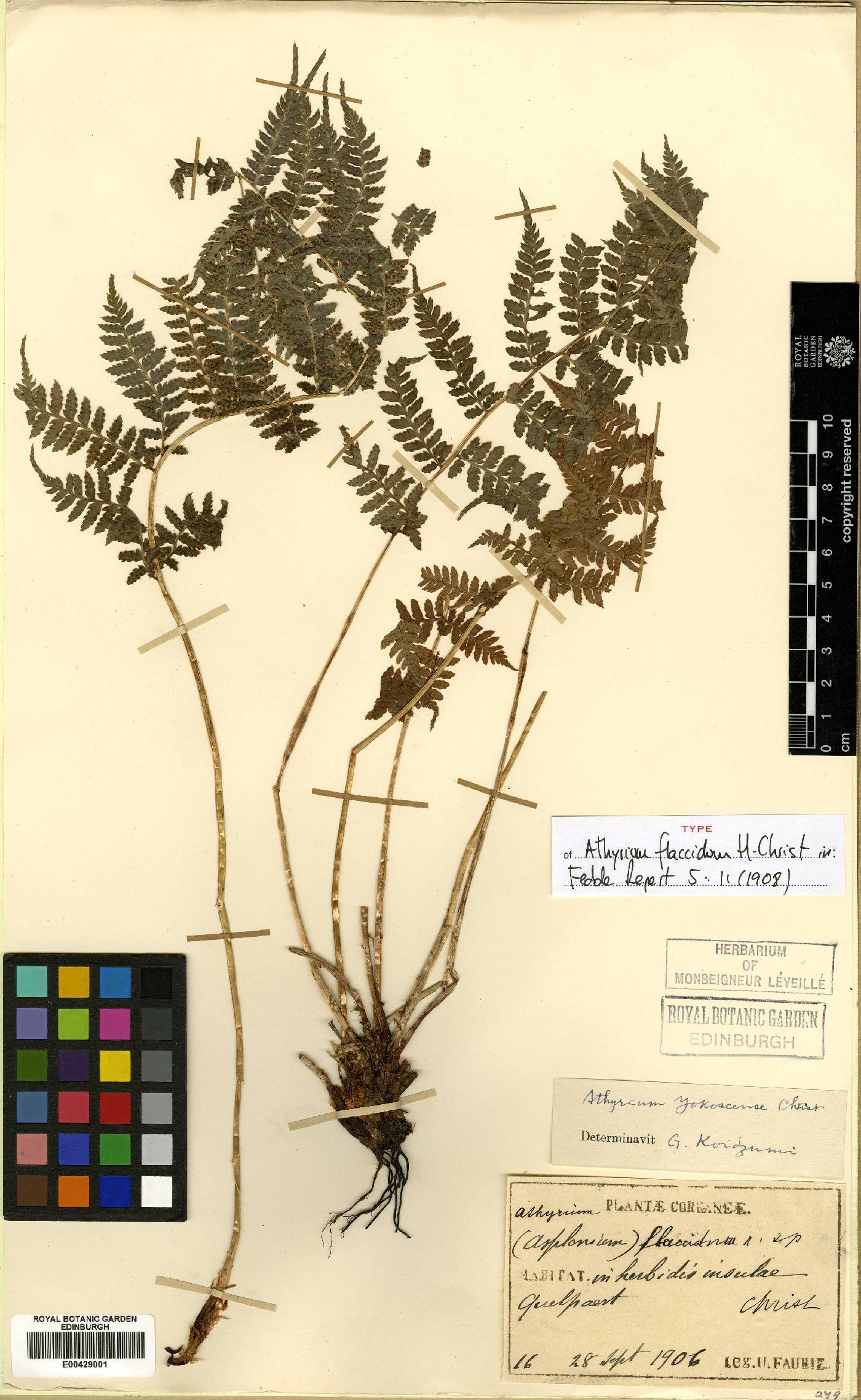 Athyrium yokoscense image