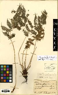 Athyrium yokoscense image