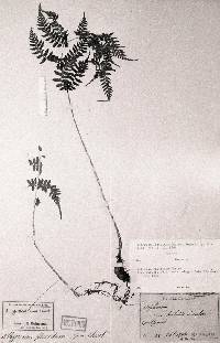 Athyrium yokoscense image