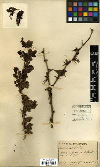 Berberis amurensis image