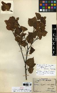 Betula ermanii image