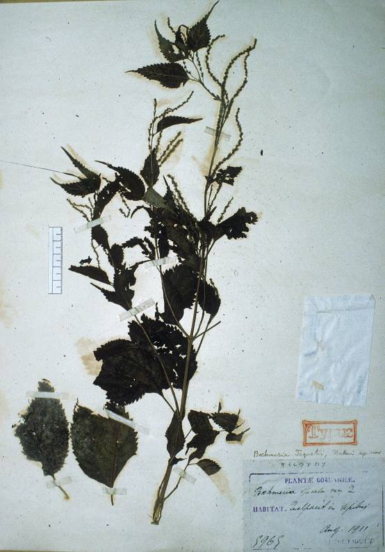 Boehmeria sieboldiana image