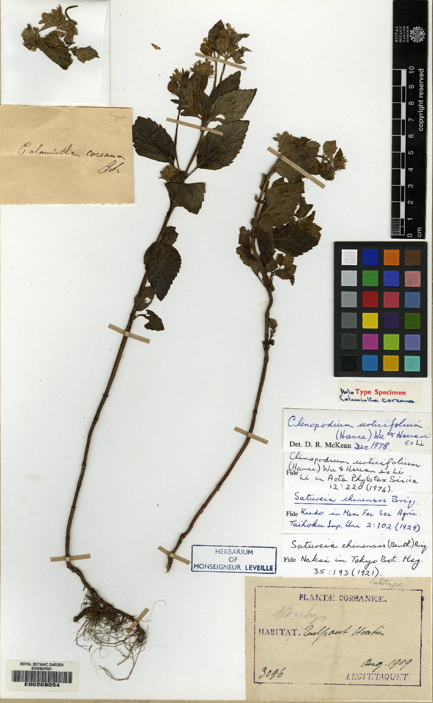 Clinopodium multicaule image