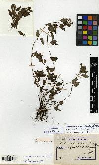 Clinopodium multicaule image