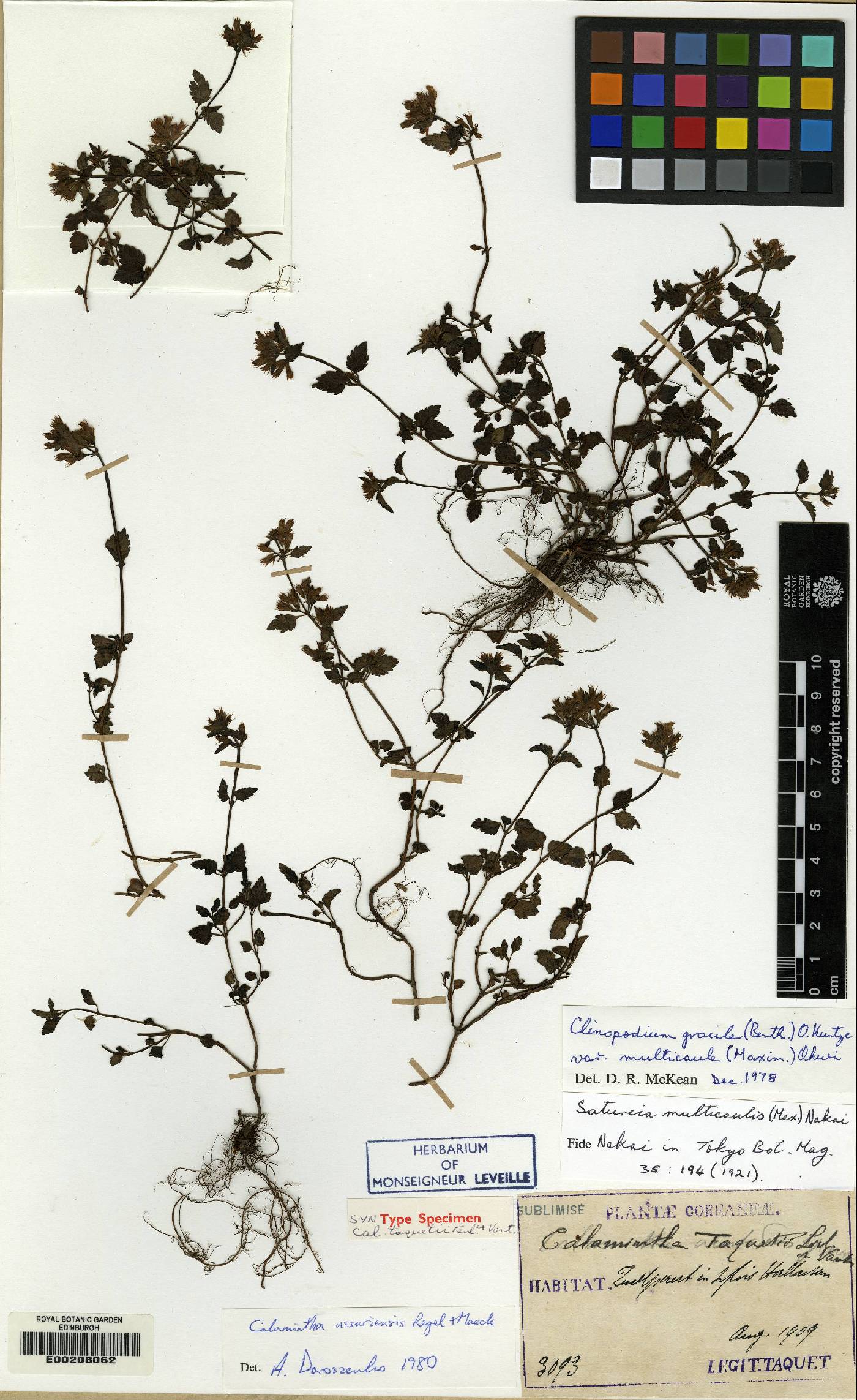 Clinopodium multicaule image