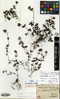 Clinopodium multicaule image