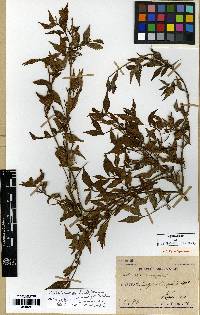 Callicarpa japonica image