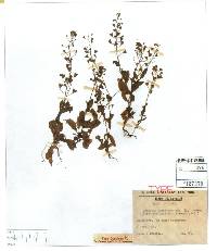 Image of Capsella bursa-pastoris