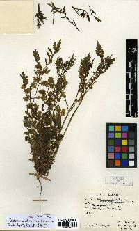 Cardamine impatiens image