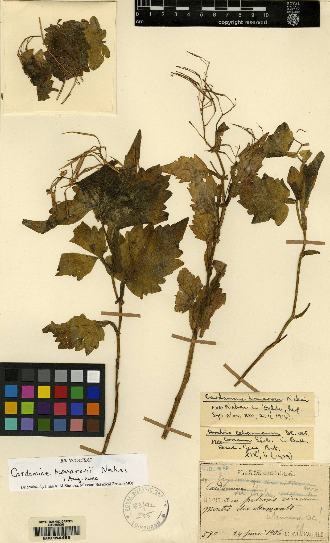 Cardamine komarovii image