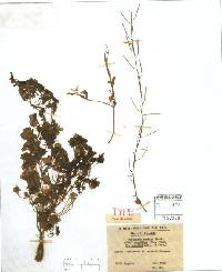 Cardamine scutata image