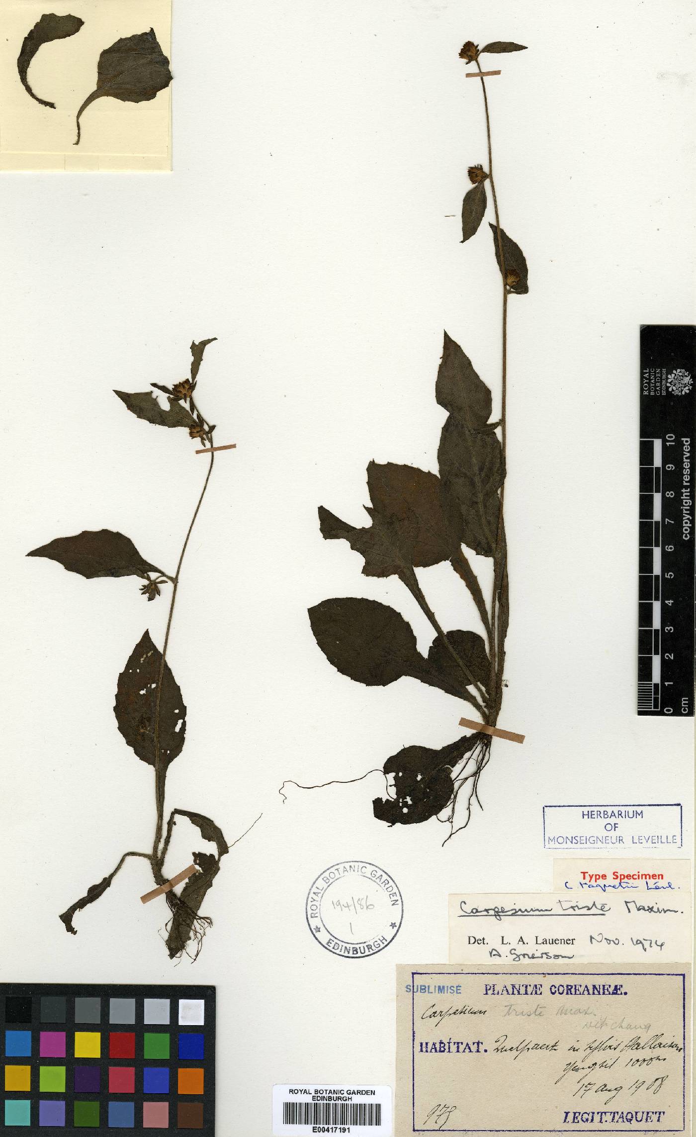 Carpesium glossophyllum image