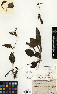 Image of Carpesium glossophyllum