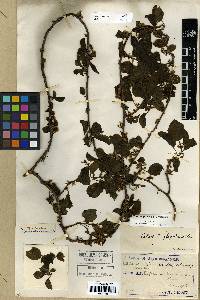 Image of Celastrus flagellaris