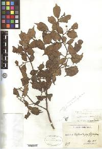 Celtis biondii image