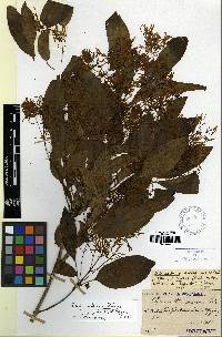 Chionanthus retusus image