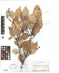 Image of Cinnamomum camphora