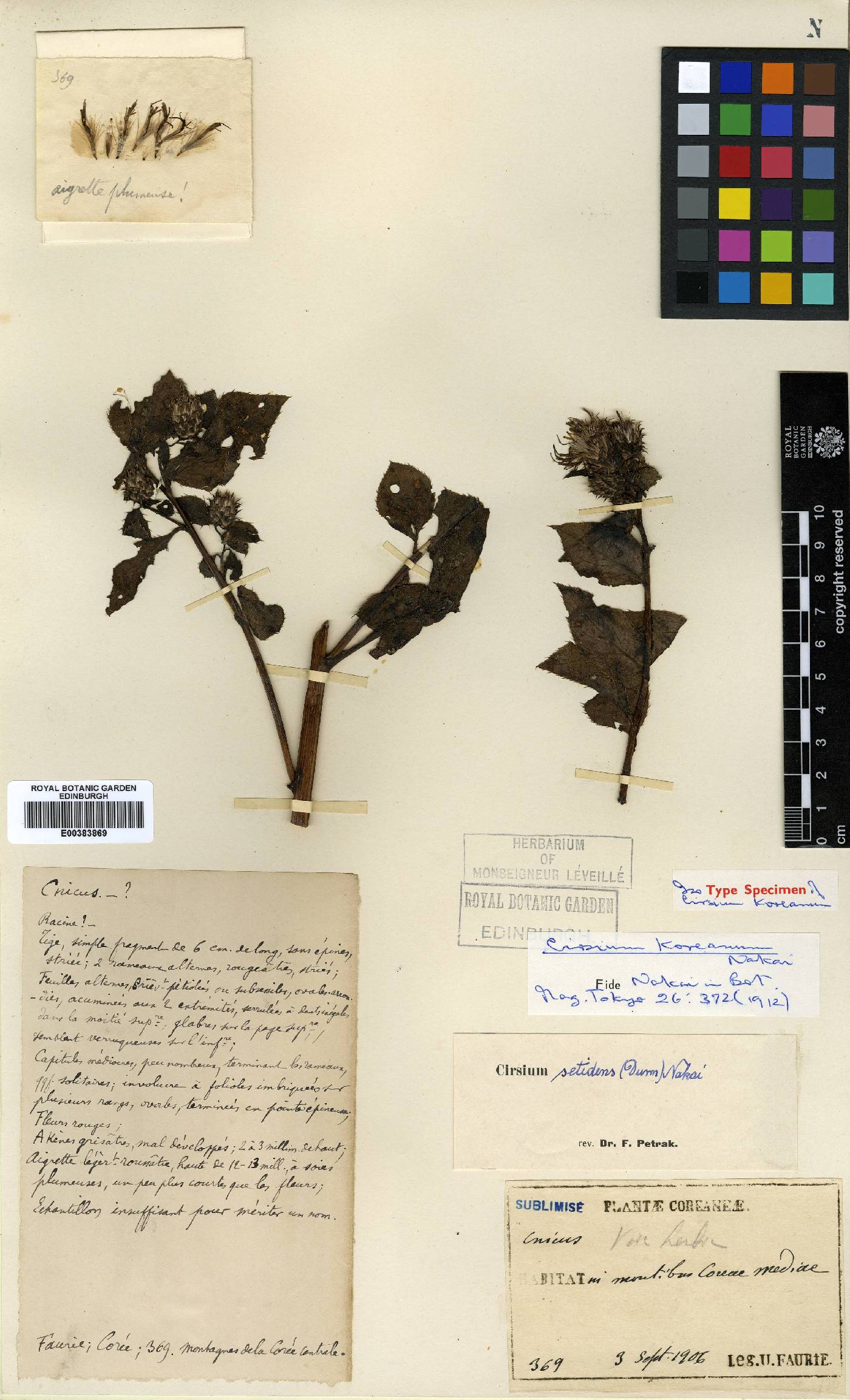 Cirsium lineare image