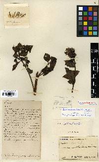 Cirsium lineare image