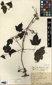 Clematis trichotoma image