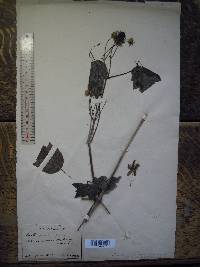 Clematis trichotoma image