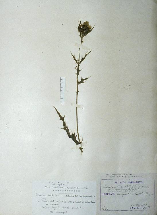 Cirsium japonicum image