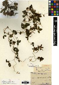 Codonopsis minima image