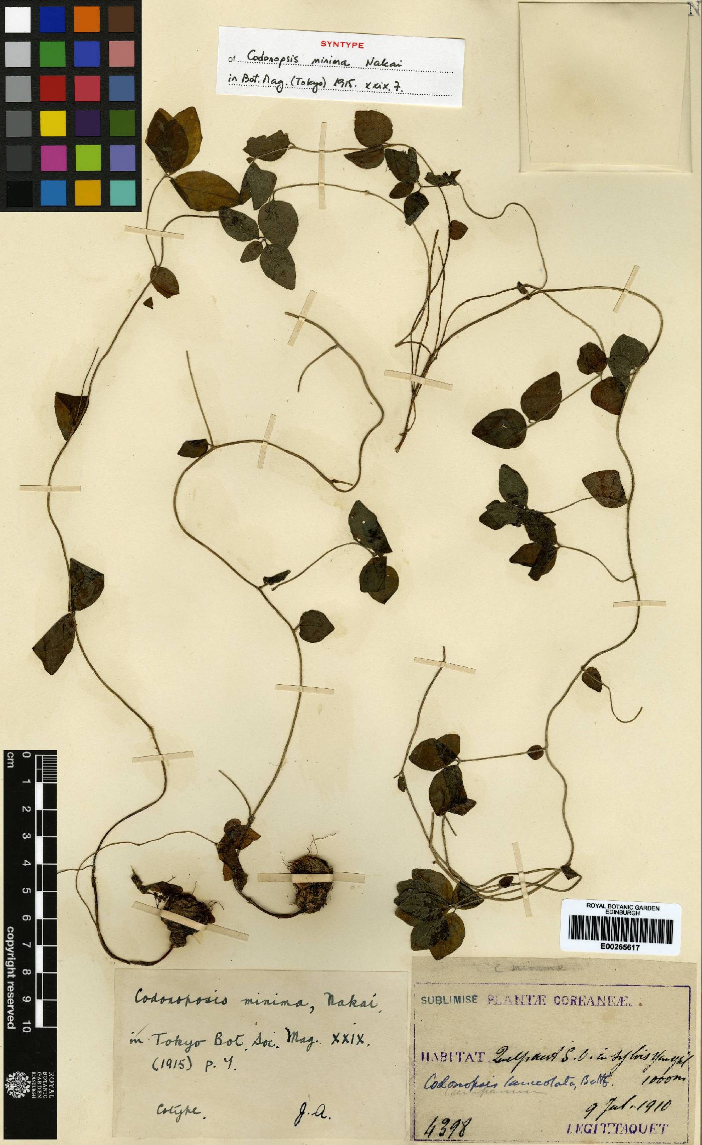 Codonopsis minima image