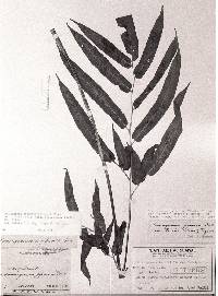 Image of Coniogramme × fauriei