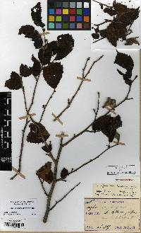 Corylus sieboldiana image