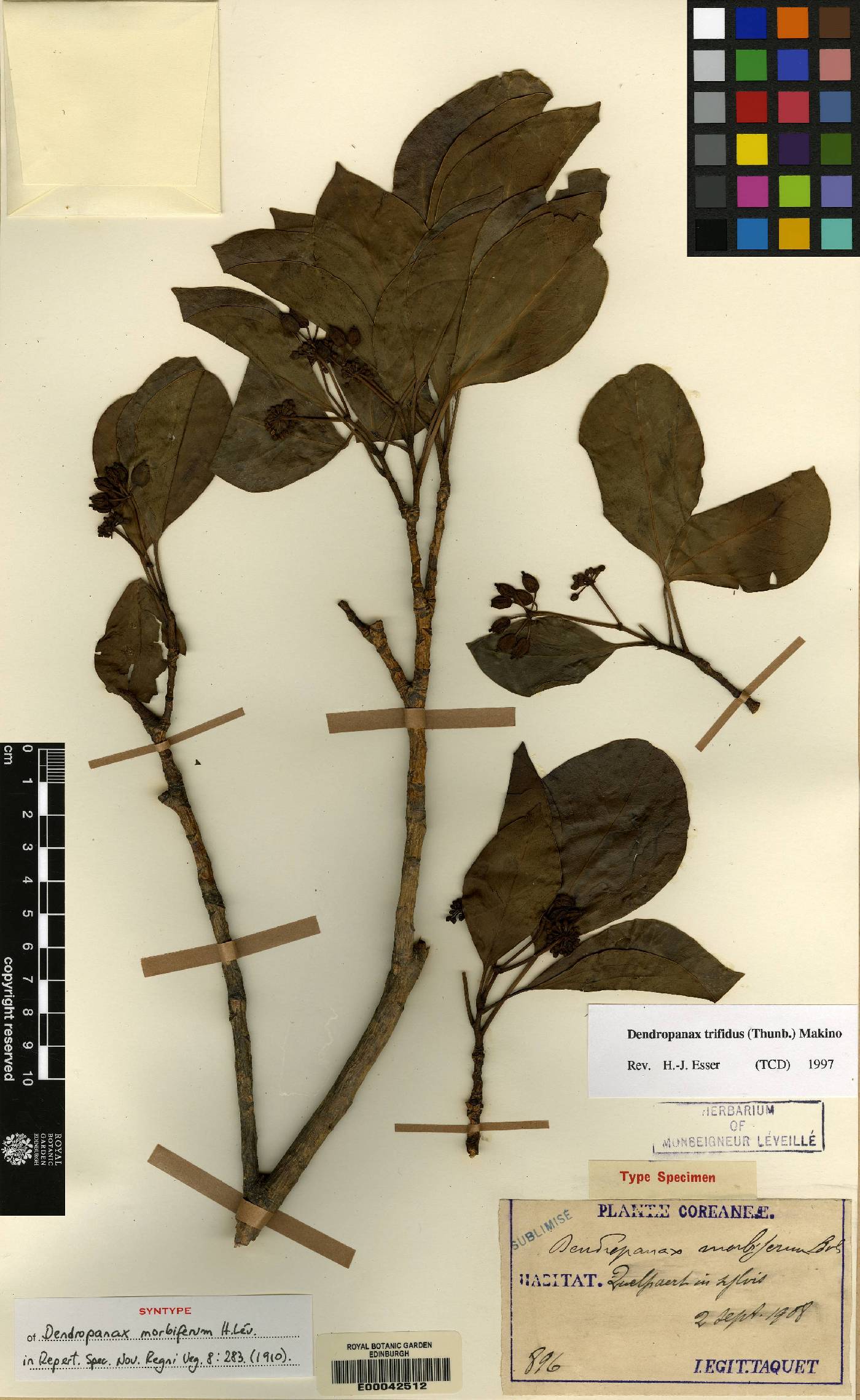 Dendropanax trifidus image