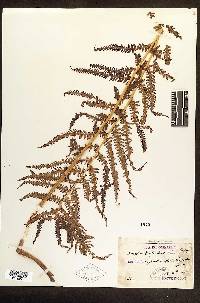 Athyrium sheareri image